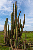 Cactus, Aruba, Lesser Antilles, Caribbean