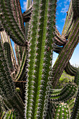Close-up of Needles on Cactus, Aruba, Lesser Antilles, Caribbean