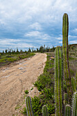 Cactus by Dirt Road, Arikok National Park, Aruba, Lesser Antilles, Caribbean