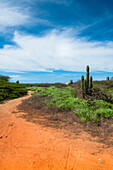Scenic with Path and Cactus, North Coast of Aruba, Lesser Antilles, Caribbean
