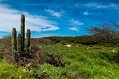 Landschaft mit Kaktus, Nordküste von Aruba, Kleine Antillen, Karibik