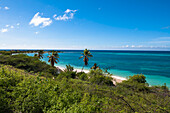 Landschaft mit Palmen und Küste, Rodgers Beach, Aruba, Kleine Antillen, Karibik