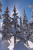 Nahaufnahme von schneebedeckten, immergrünen Bäumen, Big White Mountain, Kelowna, British Columbia, Kanada