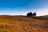 Landschaftliche Ansicht eines Feldes und Zypressen auf einem Hügel, Val d'Orcia, Provinz Siena, Toskana, Italien