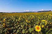 Sonnenblumenfeld, Val d'Orcia, Provinz Siena, Toskana, Italien