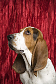 Porträt eines Basset Hound