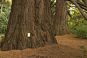 Steckdose an einem alten Zedernbaum