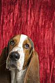 Basset Hound