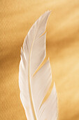 Still Life of White Feather