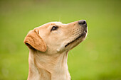 Gelber Labrador-Retriever