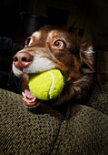 Hund mit Tennisball