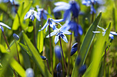 Close-Up of Bluebells in Spring