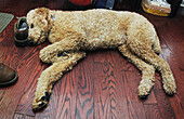 Standard Poodle Sleeping on Floor