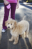 Portrait of Labradoodle Puppy With Girl