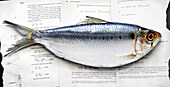 Herring on Textbook Pages