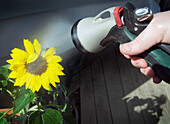 Spraying Sunflower, Toronto, Ontario, Canada