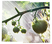 Kompositfoto vom Gießen grüner Tomaten