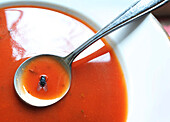 Close-up of fly on soupspoon with soup bowl, studio shot