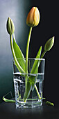 Close-u of tulips in a water glass, studio shot on black background