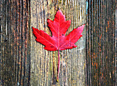 Blick auf ein leuchtend rotes Ahornblatt auf altem Holzhintergrund, Kanada