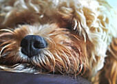 Close up of nose of a mixed breed, snoozing puppy