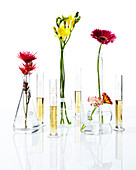 Beakers with flowers and test tubes with wine for party, studio shot