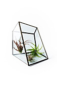Three Airplants in Glass Case on White Background