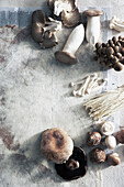 Varieties of Mushrooms, Studio Shot