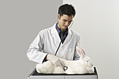 Veterinarian Examining Giant Rabbit