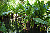 Botanical Gardens, Mauritius