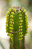 Cactus with Flower Buds, Brooklyn Botanical Gardens, Brooklyn, New York City, New York, USA