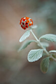 Nahaufnahme einer Blume, Botanischer Garten Brooklyn, Brooklyn, New York City, New York, USA