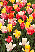 Tulpen, Botanischer Garten Brooklyn, Brooklyn, New York City, New York, USA