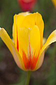Tulpe, Botanischer Garten Brooklyn, Brooklyn, New York City, New York, USA