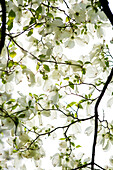 Flowering Dogwood, Brooklyn Botanical Gardens, Brooklyn, New York City, New York, USA