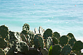 Kaktus am Meer, Tulum, Yucatan-Halbinsel, Mexiko