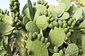 Kaktus, Pantelleria, Provinz Trapani, Sizilien, Italien