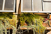 Close-up of Window Planters, Brooklyn, New York City, New York, USA