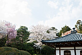 Ryoan-ji zen garden in Kyoto, roof with cherry blossom trees, Kansai Region, Japan