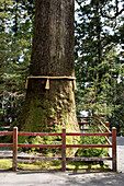 800 Jahre alter Zedernbaum mit gelbem Strohseil am Hakone-Schrein am Ashi-See