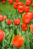 Feld mit Oranjezon-Tulpen