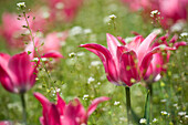 Field of Pink Tulips