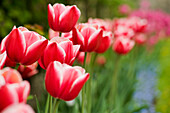 Nahaufnahme von roten und weißen Tulpen