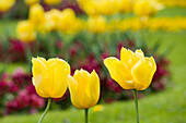 Nahaufnahme von gelben Tulpen