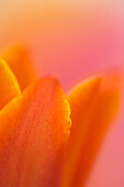 Tulpe