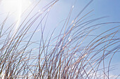 Gras vor blauem Himmel, Hernando Beach, Florida, USA