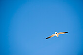 Möwe im Flug, Hernando Beach, Florida, USA