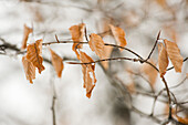 Nahaufnahme von Blättern im Winter