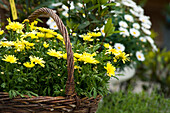 Yellow Marguerites in Basket, Salzburg, Salzburger Land, Austria