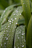 Water Drops on Plant, Freiburg, Baden-Wurttemberg, Germany